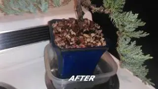 Bonsai Landscaping