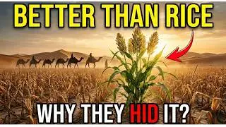 Better Than Rice. The 'Drought Crop' That Grows Where Corn Dies. Why Don't You Know About It?