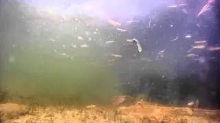 KO JR MINNOW