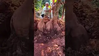 Wykopywanie korzenia pueraria: trik na uzyskanie całych, dorodnych bulw 🌱