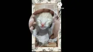 cute cat ketty funny video best vins and funny thing