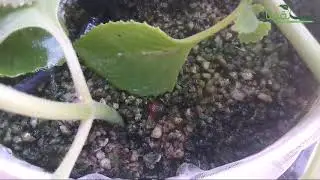 Tutorial DIY : How to Recycle Perlite in Dutch Bucket System