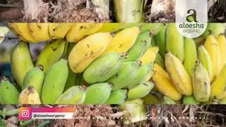 Aloesha Radio Talk Show: Musa paradisiaca