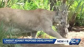 Conservation groups threaten lawsuit over Collier County development, cites risk to Florida panthers