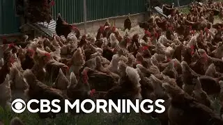 Widespread bird flu, production issues cause egg prices to soar nationwide