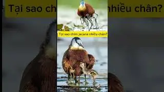 Tại sao chim jacana nhiều ch&acirc;n? #taisao #jacana #chim
