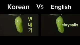 Life cycle of the butterfly 🦋 korean vs english