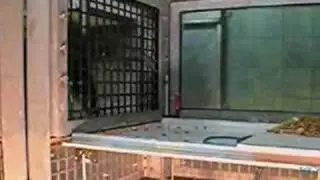 Angry Chimp