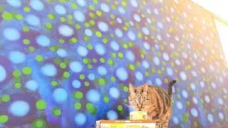Instinct Original Grain-Free Pate Real Salmon Recipe Top Quality Wet Cat Food Reviews Multi Pack
