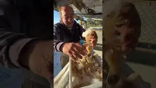 Direktno s mora #hvar #fishing #kuhinja #croatia #food #seafood #fish #travel #restaurant
