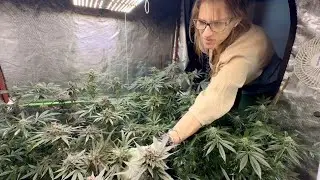 Ceiling Fan Quandary / Time Lapse Tent Check // #localweedia