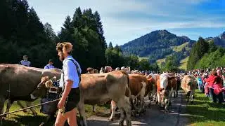 Viehscheid in Unterjoch 😍