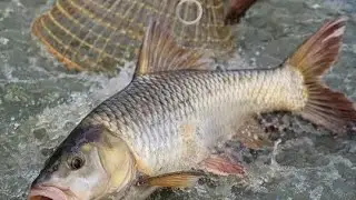 Fishing Techniques: How to trap stream fish and Traditional fish with Net catch a last half fish;