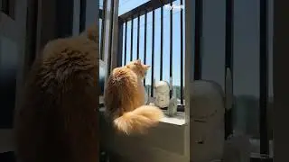 Loona the Petbot by KEYi TECH | TryTech | TechCrunch