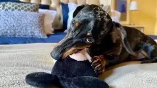 A NEW TOY… AND THIS MINI DACHSHUND DESTROYED IT