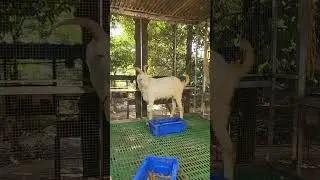 Male Saanen Goat  | Whatsapp: 854-754-4000