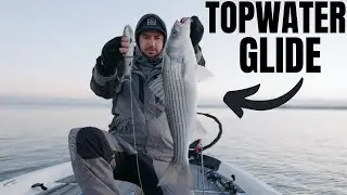 Late Fall Topwater Striped Bass Fishing [California Delta]