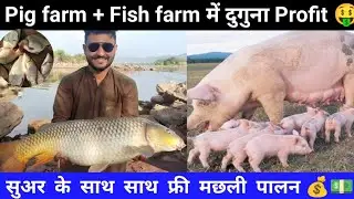 Pig Farming + Fish Farming में दुगुना Profit 🤑 || सुअर के साथ साथ फ्री मछली पालन 💰💵 || #pig #fish