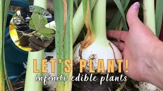 Planting Sweet Potato Slips | Infinite Edible Plants | Storing Dahlias