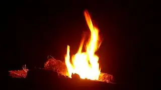 A burning fire in the night forest.