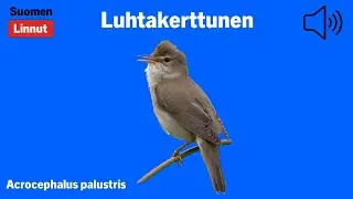Luhtakerttunen - Acrocephalus palustris - Marsh Warbler - k&auml;rrs&aring;ngare - ACRRIS