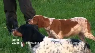 L'epagneul breton du dressage a la chasse