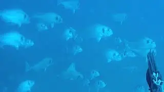 DORADAS GIGANTES DE ESPAÑA