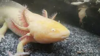 Just chilling with the axolotl gang in their planted tank. Kissing and swimming.