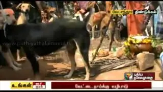 Vedachandur people celebrate Pongal with hunting dogs