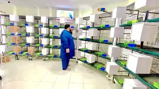 Visit AS Avairy | Birds Breeding Setup | Birds Business | Birds Farming | Business from Home