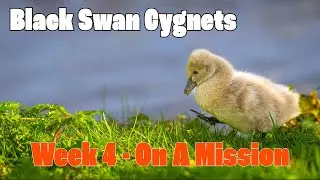 Super Cute Black Swan Cygnets - Week 4 On A Mission
