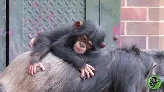 Baby Chimp With Mother