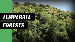 2 minutes on temperate forests | epistemia
