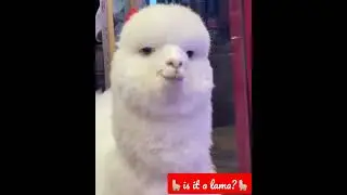 Beautiful White Llama #shorts