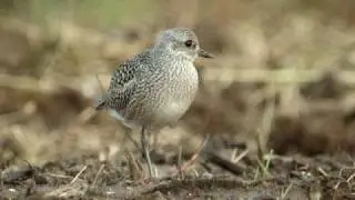 Zilverplevier (Grey Plover)