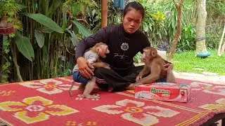 MG Cute small monkey Yoko very angry because Koko sitting on box milk /Koko&Yoko official