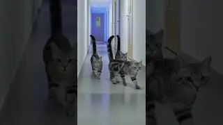 #foryou #cat #bug #glitch #shorts #funny #cute #fyp #parati #gato #shortvideo #viral