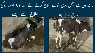 Downer cow syndron 7 days unable to stand sucessful treatment!