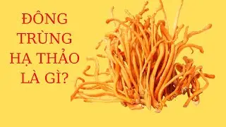 Đ&Ocirc;NG TR&Ugrave;NG HẠ THẢO L&Agrave; G&Igrave;|| GICUBA||