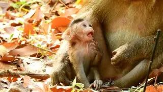 Awesome and so sweet baby monkey Brisco with Cara, Cara takes care and love Brisco with kind heart.
