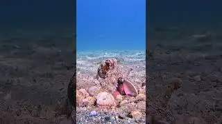 Pulpo en la Costa Tropical