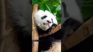 One Of The Cutest But Dangerous Animals In The World  😨