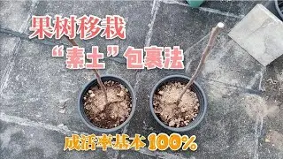盆栽移植“秘訣”大公開，學會了它，栽一棵活一棵，太實用了