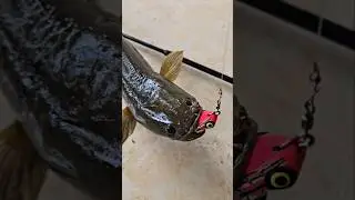 MANTAP‼️ GABUS BESAR NAIK PAKE SOFT FROG INI