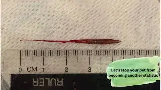 Dr Kay at Bicton Veterinary Clinic video about the dangers of grass seeds and your pet.