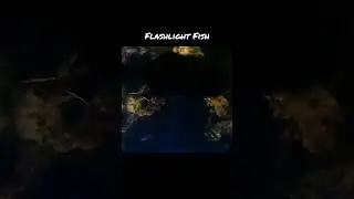 ☣️Flashlight Fish☣️ #deepsea #fish #aquarium #shorts