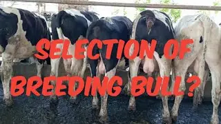 selection of breeding bull | importance of scrotal circumference| body confirmation of breeding bull