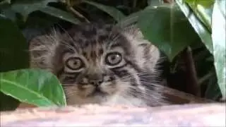 Manul Kittens (10 weeks)
