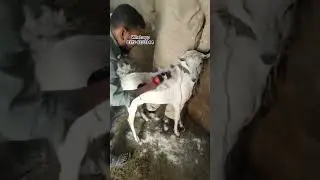 Animal hair trimming machine Whatsapp 0️⃣3️⃣1️⃣5️⃣8️⃣2️⃣3️⃣3️⃣3️⃣4️⃣4️⃣