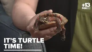 Center for Wildlife: Meet Blossom and Lotus the painted turtles